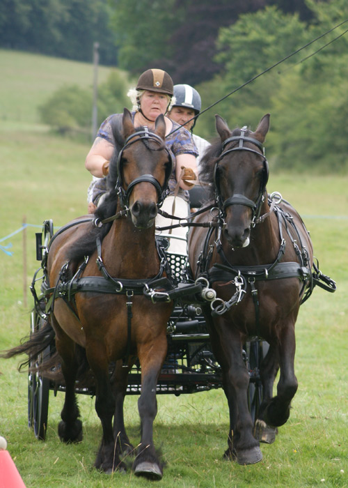 fell pony pair gallop through cones copurse