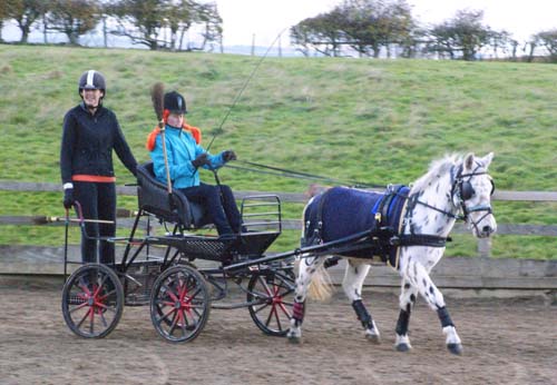 spotty pony warming up for the dressage